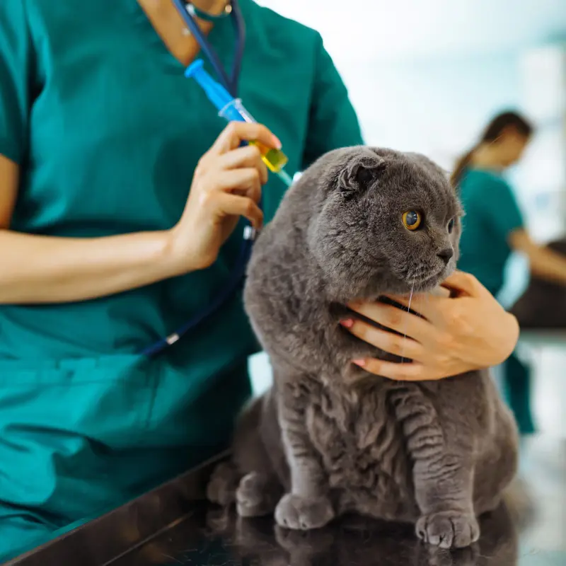 Spay and Neutering Lemon Grove